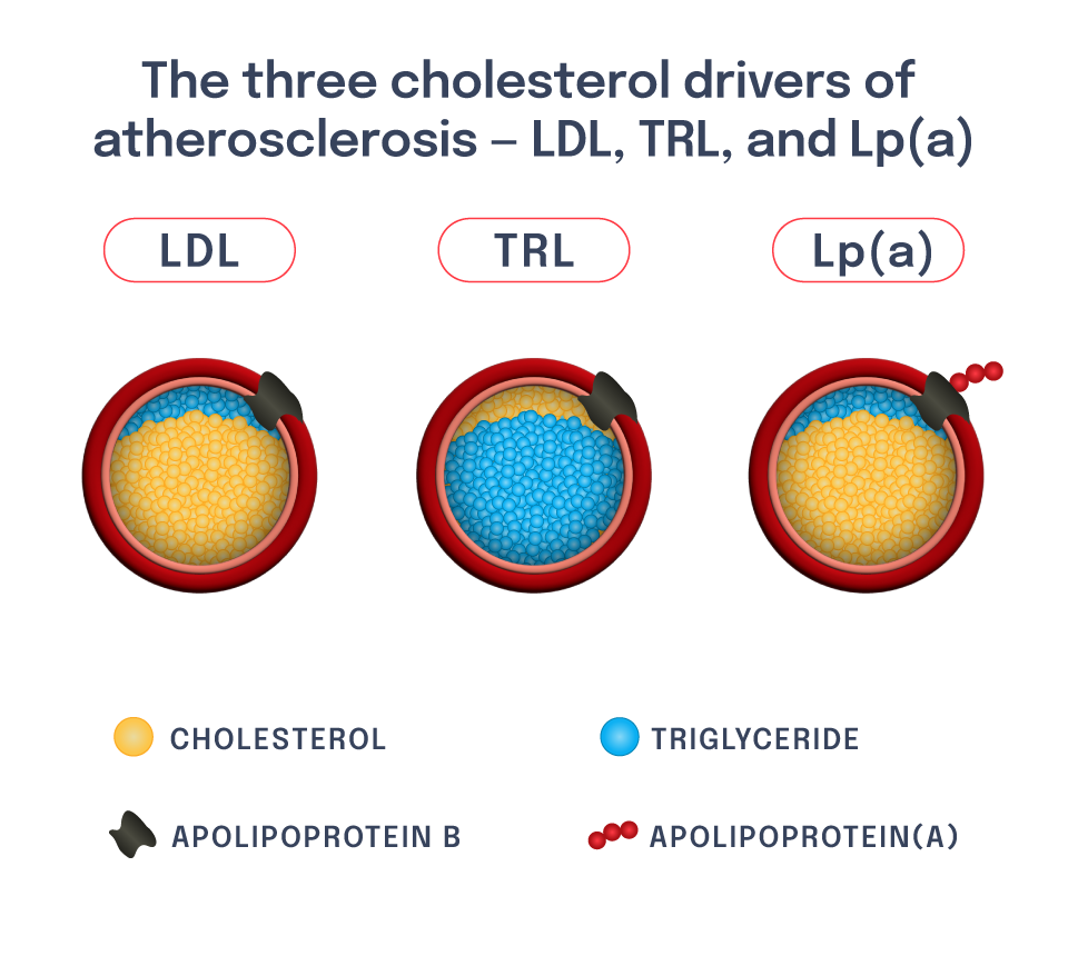 Verve-Cholesterol-Graphic